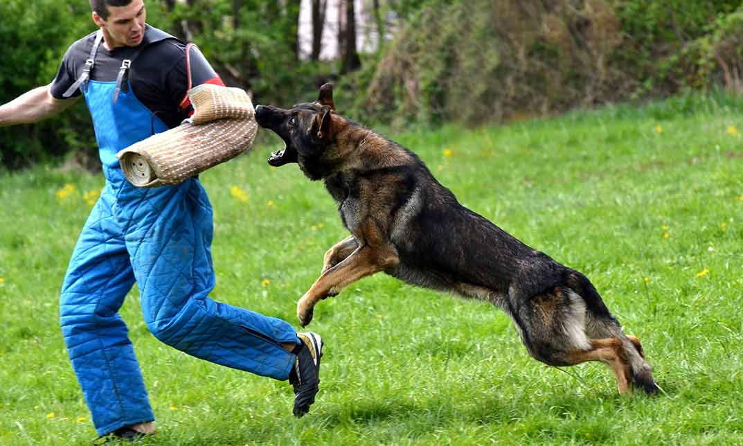 lone worker dog bite prevention